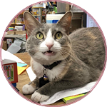 Pippi Longstocking, the bookstore cat, laying on the counter looking directly at the camera